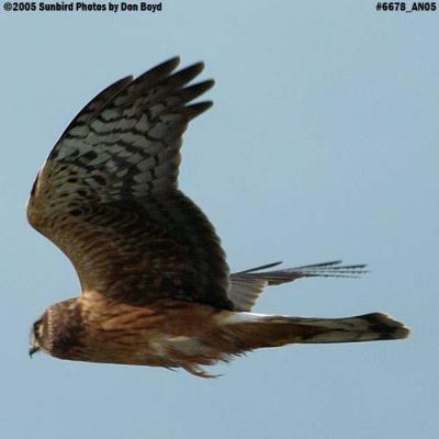 Northern Harrier inflight at Vancouver International Airport animal bird stock photo #6678