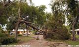 Hurricane Katrina damaged black olive tree on Sabal Drive, Miami Lakes, photo #6447