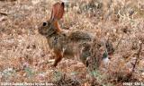 Rabbit in Sedona, Arizona photo #0669