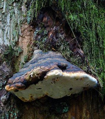 v3/20/410020/3/44693565.fungus.jpg