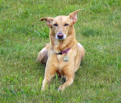 v3/20/410020/3/45182221.roxie.jpg