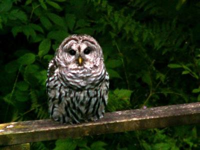 Barred Owl