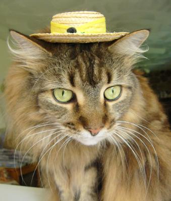 v3/20/410020/3/48666363.050903HatCandy1.jpg