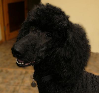v3/20/410020/3/49007311.Jazz5a.jpg