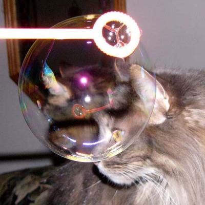 v3/20/410020/3/49396253.DPC_050917BubbleTommy.jpg