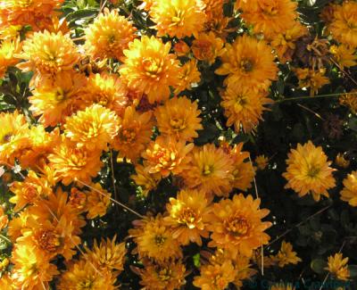 v3/20/410020/3/49577160.chrysanthemums.jpg