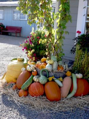 v3/20/410020/3/49987551.Fall.jpg