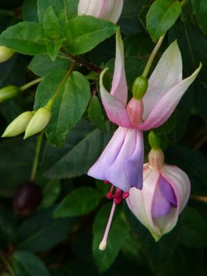v3/20/410020/3/50465392.fuschia.jpg