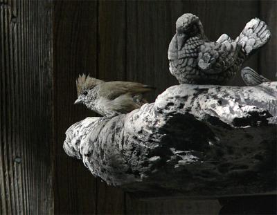 v3/20/410020/3/50699795.TitmouseBath101305.jpg
