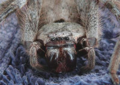 v3/20/410020/3/50961738.Spiderface.jpg