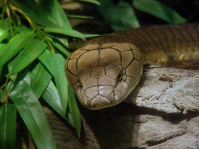 v3/20/410020/3/51420564.king_cobra.jpg