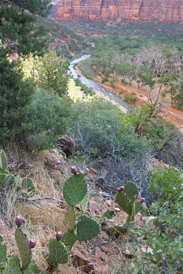 Cactus overlooking the Virgin River