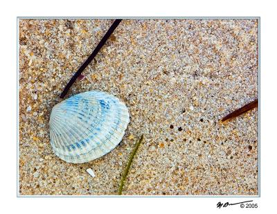 Shell on the Beach 4