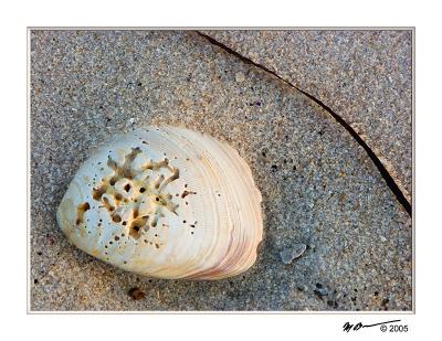 Shell on the Beach 3