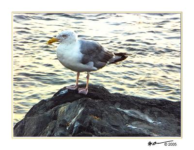 Gull on the Rocks