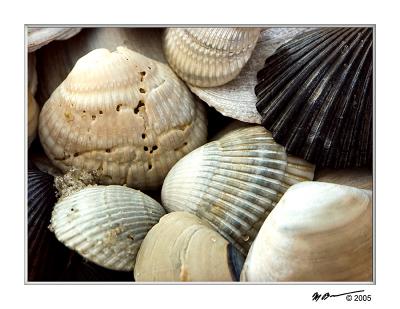 Shells 1