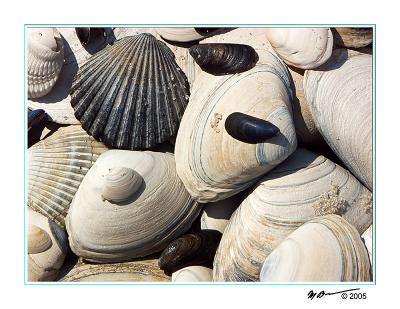 Shells 3