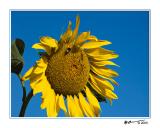 Sunflower 3