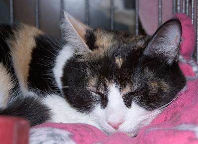v3/20/485920/3/48169409.Kelsey.2005.D10923.jpg