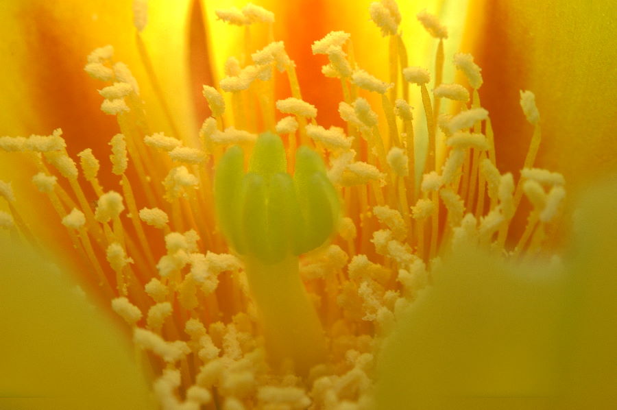 Closeup of Cactus bloom