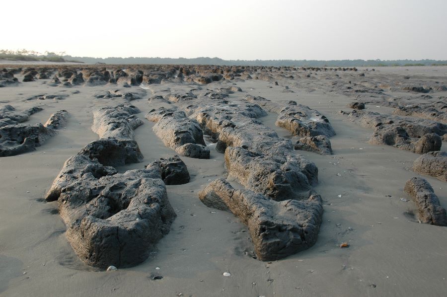 Old Oyster beds