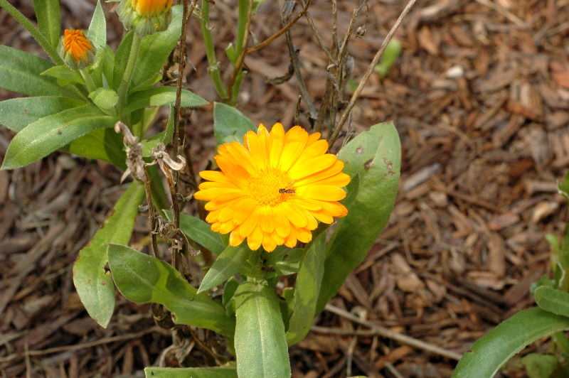 Tiny bee from previous photo