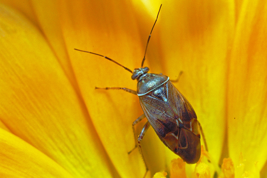 Very small beetle on flower