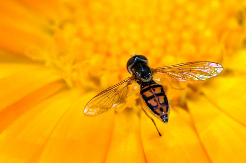 Tiny bee, about 1/4 long