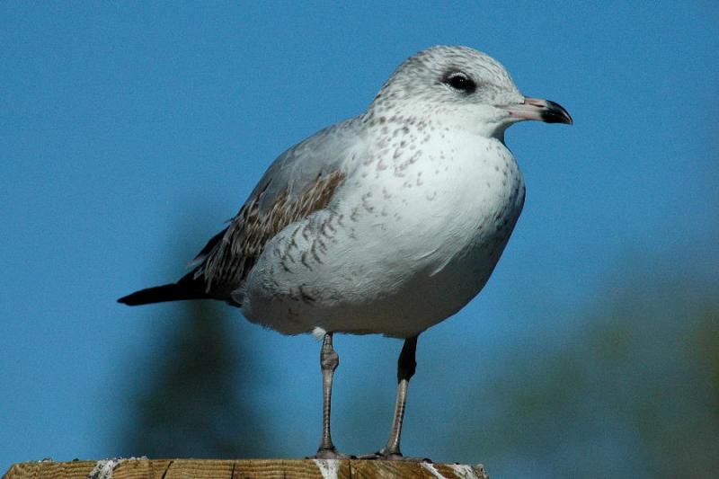 Seagull along the boardwalk