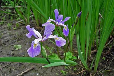 v3/20/491620/3/44116857.wildiris.jpg