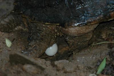 Snapping turtle laying eggs