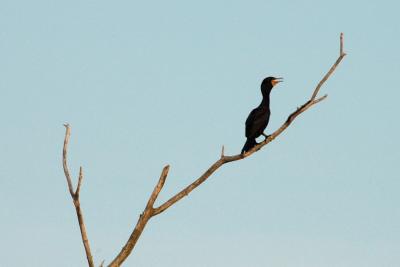 Lone Cormorant