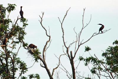 Raccoon raiding a Cormorant nest