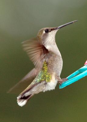 Female Ruby Throated Hummingbird on feeder