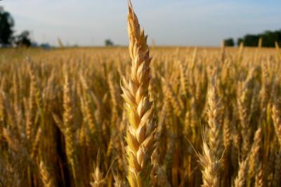 Wheat field