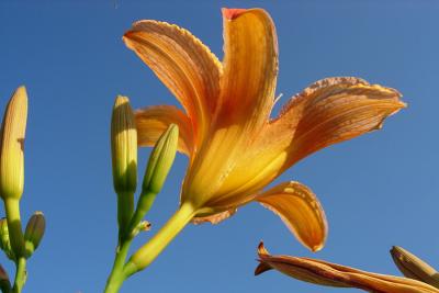 Wild Tiger Lily 2