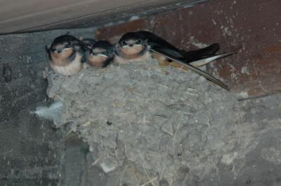 Barn Swallow young waiting for Mom