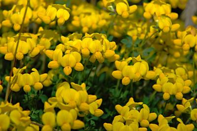 Birds-foot Trefoil