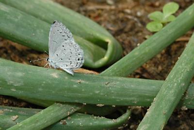 Tiny butterfly on Onion stem