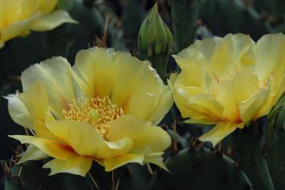 Cactus blooms