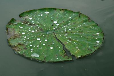 Rainfall on Lillypad