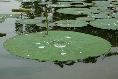 Rainfall on Lillypad 2