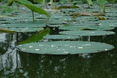 Rainfall on Lillypad 3