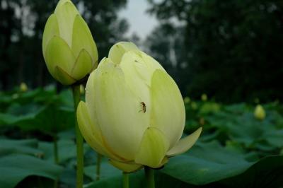 Bug on Lillypad bloom