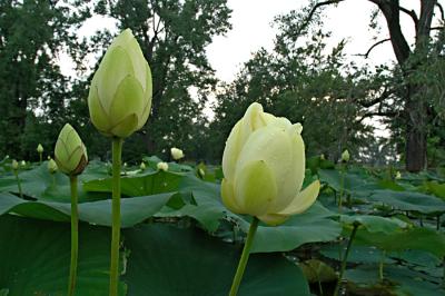 Lillypad blooms