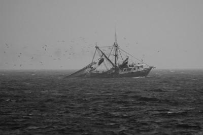 Bringing in the shrimp nets (b&w)