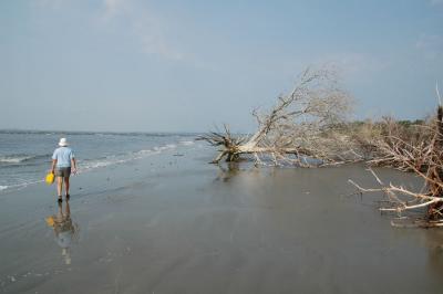 Trees in the tide