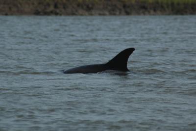 Porpoise following us