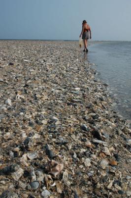 Shells on Eddington Beach 1