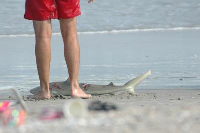 Small shark on the beach (with teeth marks from a bigger shark)